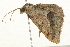  ( - 09BBLEP-03060)  @13 [ ] CreativeCommons - Attribution (2009) Unspecified Centre for Biodiversity Genomics