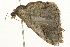  ( - 09BBLEP-03066)  @12 [ ] CreativeCommons - Attribution (2009) Unspecified Centre for Biodiversity Genomics