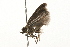  ( - 09BBLEP-03130)  @12 [ ] CreativeCommons - Attribution (2009) Unspecified Centre for Biodiversity Genomics