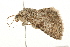  ( - 09BBLEP-03146)  @12 [ ] CreativeCommons - Attribution (2009) Unspecified Centre for Biodiversity Genomics