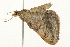  ( - 09BBLEP-03152)  @13 [ ] CreativeCommons - Attribution (2009) Unspecified Centre for Biodiversity Genomics