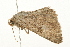  ( - 09BBLEP-03156)  @13 [ ] CreativeCommons - Attribution (2009) Unspecified Centre for Biodiversity Genomics
