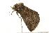  ( - 09BBLEP-03162)  @13 [ ] CreativeCommons - Attribution (2009) Unspecified Centre for Biodiversity Genomics