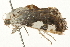  ( - 09BBLEP-03183)  @12 [ ] CreativeCommons - Attribution (2009) Unspecified Centre for Biodiversity Genomics