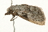  ( - 09BBLEP-03193)  @12 [ ] CreativeCommons - Attribution (2009) Unspecified Centre for Biodiversity Genomics