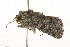  ( - 09BBLEP-03332)  @13 [ ] CreativeCommons - Attribution (2009) Unspecified Centre for Biodiversity Genomics