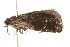  ( - 09BBLEP-03369)  @12 [ ] CreativeCommons - Attribution (2009) Unspecified Centre for Biodiversity Genomics
