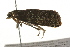  ( - 09BBLEP-03386)  @12 [ ] CreativeCommons - Attribution (2009) Unspecified Centre for Biodiversity Genomics