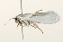  (Tegeticula intermedia - 09BBLEP-03438)  @12 [ ] CreativeCommons - Attribution (2009) Unspecified Centre for Biodiversity Genomics