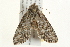  ( - 09BBLEP-03484)  @13 [ ] CreativeCommons - Attribution (2009) Unspecified Centre for Biodiversity Genomics