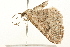  ( - 09BBLEP-03524)  @13 [ ] CreativeCommons - Attribution (2009) Unspecified Centre for Biodiversity Genomics