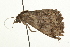  ( - 09BBLEP-03679)  @12 [ ] CreativeCommons - Attribution (2009) Unspecified Centre for Biodiversity Genomics