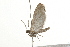  ( - 09BBLEP-03688)  @13 [ ] CreativeCommons - Attribution (2009) Unspecified Centre for Biodiversity Genomics