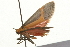  ( - 09BBLEP-03763)  @13 [ ] CreativeCommons - Attribution (2009) Unspecified Centre for Biodiversity Genomics