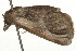  ( - 09BBLEP-03809)  @13 [ ] CreativeCommons - Attribution (2009) Unspecified Centre for Biodiversity Genomics
