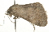  (Toxonprucha n. sp. nr. volucris - 09BBLEP-03873)  @14 [ ] CreativeCommons - Attribution (2009) Unspecified Centre for Biodiversity Genomics