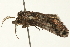  ( - 09BBLEP-04269)  @12 [ ] CreativeCommons - Attribution (2009) Unspecified Centre for Biodiversity Genomics