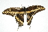  ( - 09BBLEP-04961)  @13 [ ] CreativeCommons - Attribution (2009) Unspecified Centre for Biodiversity Genomics