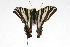  ( - 09BBLEP-04969)  @14 [ ] CreativeCommons - Attribution (2009) Unspecified Centre for Biodiversity Genomics
