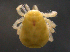  ( - BIOUG23252-D05)  @13 [ ] CreativeCommons - Attribution (2015) CBG Photography Group Centre for Biodiversity Genomics