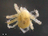  ( - BIOUG23252-D06)  @12 [ ] CreativeCommons - Attribution (2015) CBG Photography Group Centre for Biodiversity Genomics