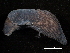  ( - BIOUG13626-D01)  @13 [ ] CreativeCommons - Attribution (2014) CBG Photography Group Centre for Biodiversity Genomics