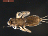 ( - BIOUG00643-F08)  @12 [ ] CreativeCommons - Attribution (2011) CBG Photography Group Centre for Biodiversity Genomics