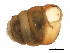  (Columella sp. KL01 - BIOUG00776-A08)  @14 [ ] CreativeCommons - Attribution (2012) CBG Photography Group Centre for Biodiversity Genomics