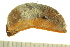  ( - BIOUG02468-A09)  @13 [ ] CreativeCommons - Attribution (2012) CBG Photography Group Centre for Biodiversity Genomics
