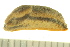  ( - BIOUG02468-A10)  @13 [ ] CreativeCommons - Attribution (2012) CBG Photography Group Centre for Biodiversity Genomics