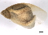 (Novisuccinea - BIOUG00775-G05)  @14 [ ] CreativeCommons - Attribution (2011) CBG Photography Group Centre for Biodiversity Genomics