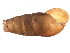  (Subulinidae - 10BBMOL-0008)  @14 [ ] CreativeCommons - Attribution (2010) CBG Photography Group Centre for Biodiversity Genomics