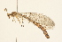  ( - 09BBNEU-0125)  @13 [ ] CreativeCommons - Attribution (2009) Unspecified Centre for Biodiversity Genomics
