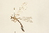  ( - 09BBNEU-0126)  @14 [ ] CreativeCommons - Attribution (2009) Unspecified Centre for Biodiversity Genomics