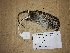 (Rhabdomys - BE6)  @11 [ ] Copyright (2021) Unspecified University of KwaZulu-Natal
