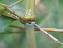  ( - UNKAR5598)  @11 [ ] CreativeCommons - Attribution Non-Commercial Share-Alike (2015) Thomas Horn Karlsruhe Institute of Technology, Botanical Garden