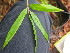 (Phyllostachys violascens - UNKAR5598)  @11 [ ] CreativeCommons - Attribution Non-Commercial Share-Alike (2015) Thomas Horn Karlsruhe Institute of Technology, Botanical Garden