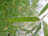  ( - UNKAR5598)  @11 [ ] CreativeCommons - Attribution Non-Commercial Share-Alike (2015) Thomas Horn Karlsruhe Institute of Technology, Botanical Garden