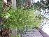  ( - UNKAR5598)  @11 [ ] CreativeCommons - Attribution Non-Commercial Share-Alike (2015) Thomas Horn Karlsruhe Institute of Technology, Botanical Garden