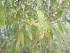  ( - UNKAR8320)  @11 [ ] CreativeCommons - Attribution Non-Commercial Share-Alike (2015) Thomas Horn Karlsruhe Institute of Technology, Botanical Garden