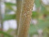  ( - UNKAR8320)  @11 [ ] CreativeCommons - Attribution Non-Commercial Share-Alike (2015) Thomas Horn Karlsruhe Institute of Technology, Botanical Garden