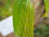  ( - UNKAR8320)  @11 [ ] CreativeCommons - Attribution Non-Commercial Share-Alike (2015) Thomas Horn Karlsruhe Institute of Technology, Botanical Garden