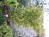 ( - UNKAR8320)  @11 [ ] CreativeCommons - Attribution Non-Commercial Share-Alike (2015) Thomas Horn Karlsruhe Institute of Technology, Botanical Garden