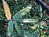  (Sasa borealis - UNKAR8357)  @11 [ ] CreativeCommons - Attribution Non-Commercial Share-Alike (2015) Thomas Horn Karlsruhe Institute of Technology, Botanical Garden
