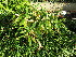  ( - UNKAR8357)  @11 [ ] CreativeCommons - Attribution Non-Commercial Share-Alike (2015) Thomas Horn Karlsruhe Institute of Technology, Botanical Garden