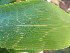  ( - UNKAR8319)  @11 [ ] CreativeCommons - Attribution Non-Commercial Share-Alike (2015) Thomas Horn Karlsruhe Institute of Technology, Botanical Garden