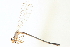  ( - BIOUG02482-H06)  @13 [ ] CreativeCommons - Attribution (2013) CBG Photography Group Centre for Biodiversity Genomics