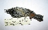  (Diglossa carbonaria - MACN-Or-ct 6736)  @11 [ ] Copyright (2016) MACN Museo Argentino de Ciencias Naturales (Bernardino Rivadavia)
