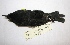  ( - MACN-Or-ct 6752)  @11 [ ] Copyright (2016) MACN Museo Argentino de Ciencias Naturales (Bernardino Rivadavia)