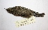  ( - MACN-Or-ct 6754)  @11 [ ] Copyright (2016) MACN Museo Argentino de Ciencias Naturales (Bernardino Rivadavia)